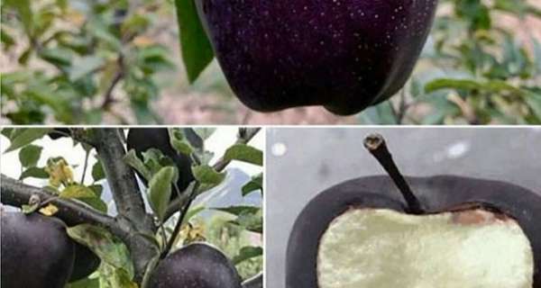 Ever Heard Of Black Apples? They Are Rare But Real