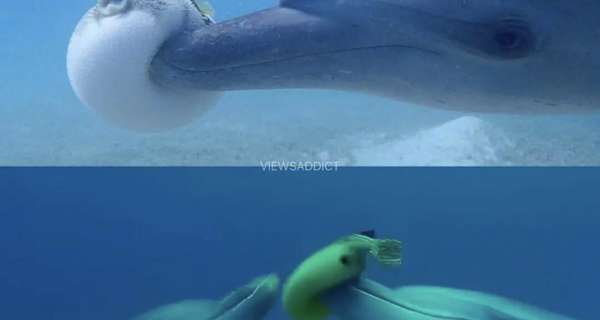 How Do Dolphins Use Pufferfish To Get High?